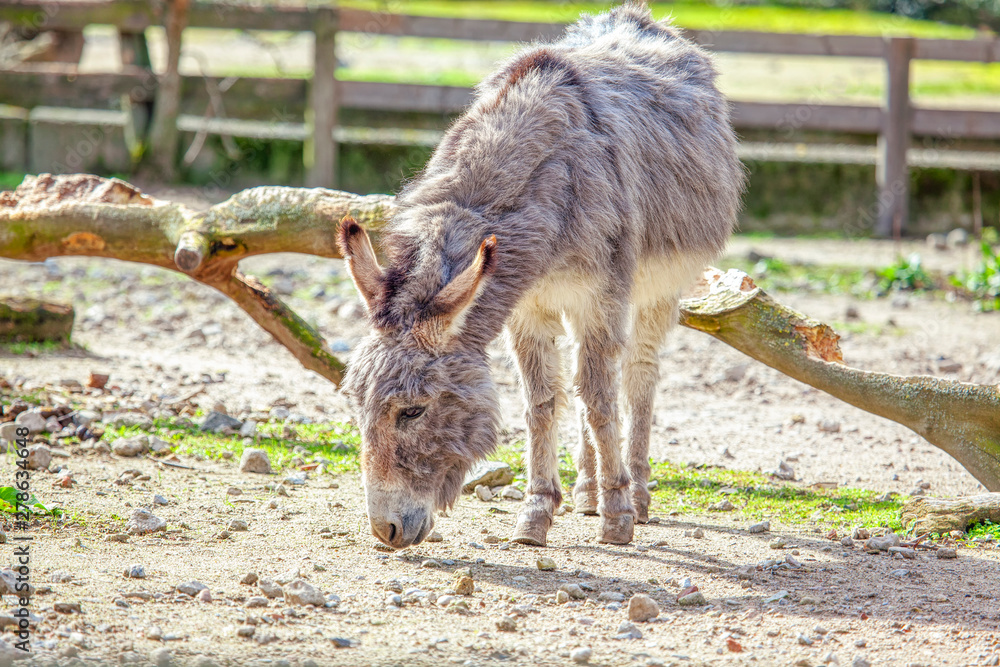 domestic donkey on the farm