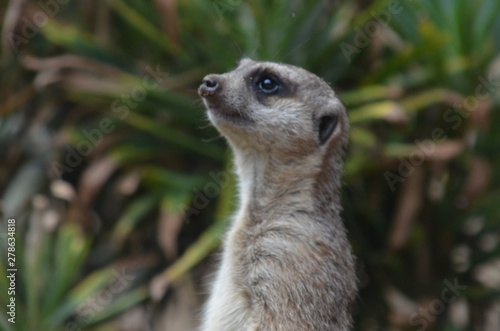 Erdmännchen. Seitenprofil vom Kopf