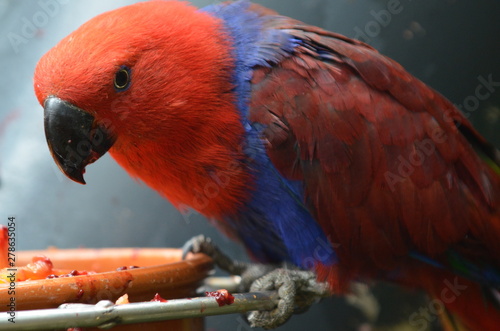 Papagei in rot an einer Futterstelle