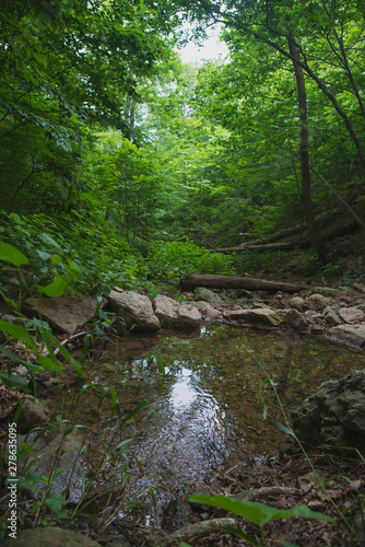 springs, forest and nature of the far East