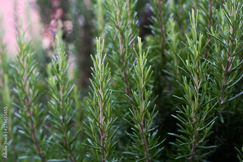 Rosemary bush with closeup detail branches