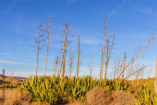 Arid landscape with Agave Pita Americana plants, Cabo de Gata Natural Park Almeria Southern Spain Europe. photo