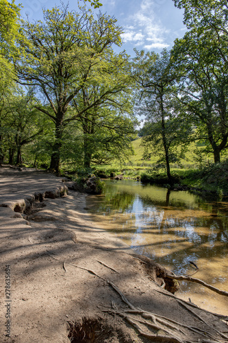 The ancient woodlands of Draynes wood, alongside the River Fowey at Golitha Falls photo