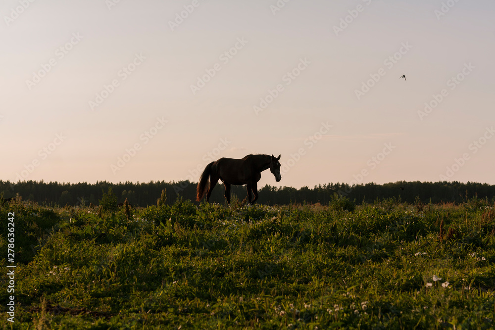 Natural silhouette of walking horse on a pasture in the evening sunset light. Natural silhouette of walking horse on a pasture in the evening sunset light.