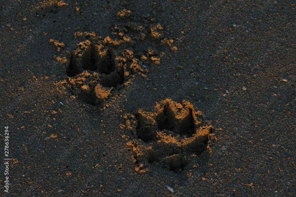 Pair Of Canine Dog Tracks In Beach Sand