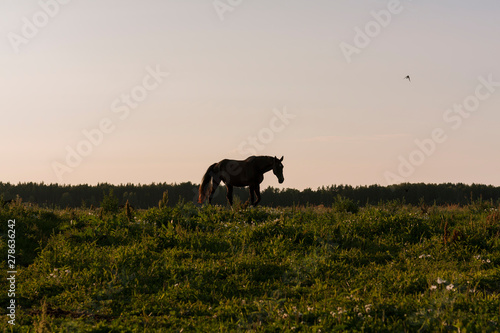 Natural silhouette of walking horse on a pasture in the evening sunset light.  © aurency