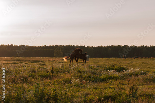 Stallion and a mare mating on the summer pasture in evening sunset lights.