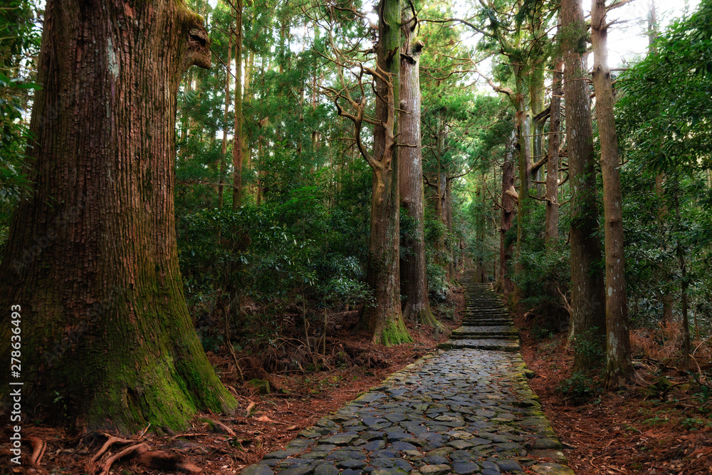 Obraz premium Trail in giant cypress forest