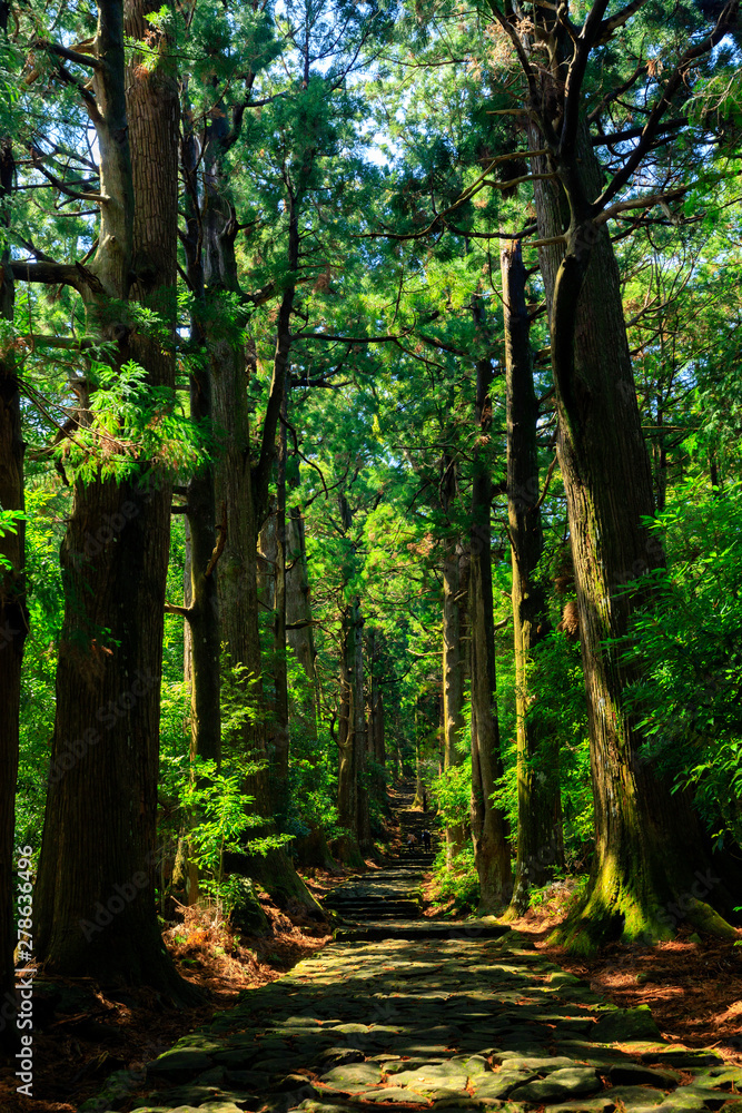 Trail in giant cypress tree forest