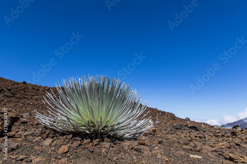 Silversword growing in volcanic crater, Haleakala, Maui, Hawaii, USA photo