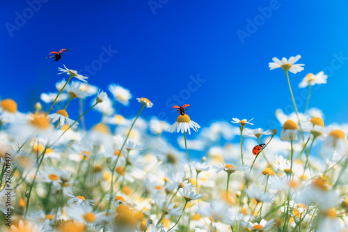 bright red ladybugs fly and crawl over white beautiful daisy flowers on a sun...