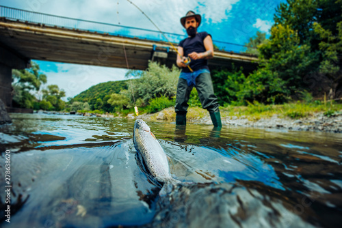 Fish trout on a hook. Fly fishing for trout. Catching a big fish with a fishing pole. Trout. Fishing. Steelhead rainbow trout. Catches a fish.