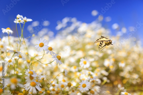 bright yellow swallowtail butterfly flutters over white beautiful flowers of ...