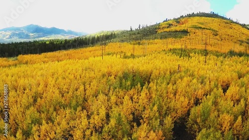 Fast Flying Over Gold Colored Trees In Autumn Forest photo