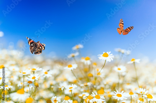 bright butterflies flit over white beautiful flowers of daisies on a summer s...