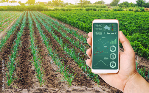 Obraz na plátně A hand is holding a smartphone with infographics on the background of field of young green leek plantations