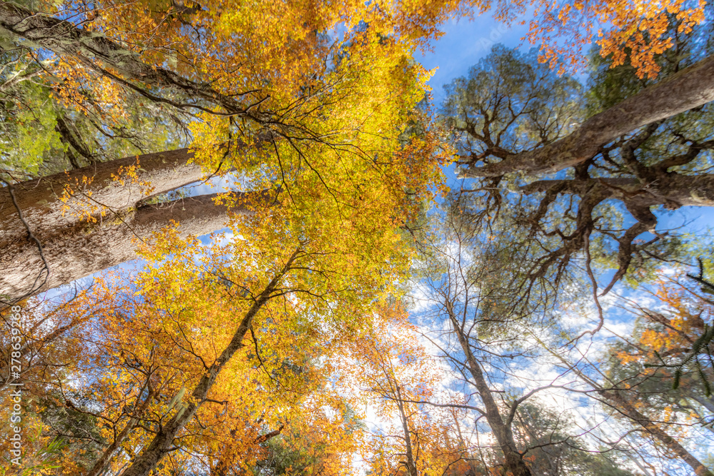 Amazing autumn leaf color looking up view at Conguillio National Park forest a beautiful scenery. Awe representation of Autumn colors textures on an awe autumn colorful trees abstract background view Amazing autumn leaf color looking up view at Conguillio National Park forest a beautiful scenery. Awe representation of Autumn colors textures on an awe autumn colorful trees abstract background view