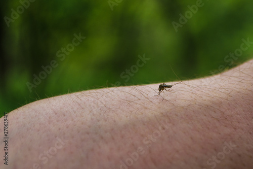 Mosquito sits on mans hand and drinks human blood on green background. Hungry midge on the skin bites out of person. A danger for the health