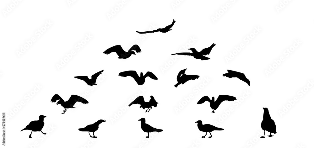 Set of different gull silhouettes. Flying, eating, going, taking off. Set of different gull silhouettes. Flying, eating, going, taking off.