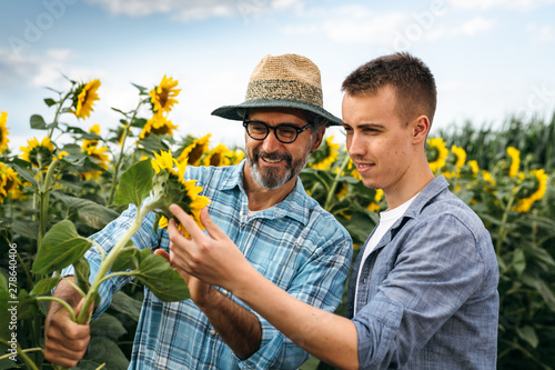 agronomist workers examine sunflower in sunflower field