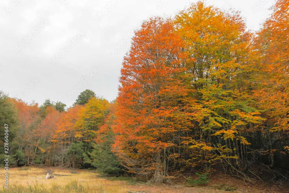 Fototapeta premium Amazing autumn leaf color view at Conguillio National Park forest. An awesome representation of Autumn colors textures on an awe scenery full of bright colors and lights in between the forest trees
