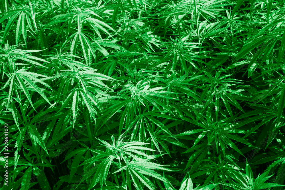 Cannabis sativa, marihuana leaves, photography of medical plant. Cannabis sativa, marihuana leaves, photography of medical plant.