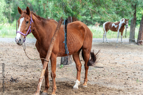Skinny brown horse stays in the forrest with another horse on the back