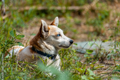 Blue-eyed dog laying in the grass and looking to the side  placeholder image