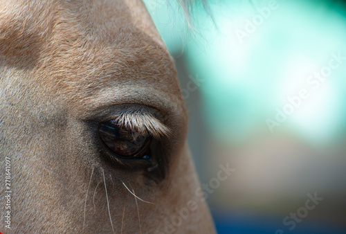 close up eyes of yellow or golden horse with colorful blurred background