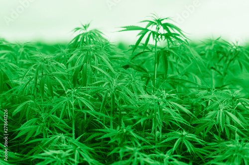 Cannabis sativa, marihuana leaves, photography of medical plant.