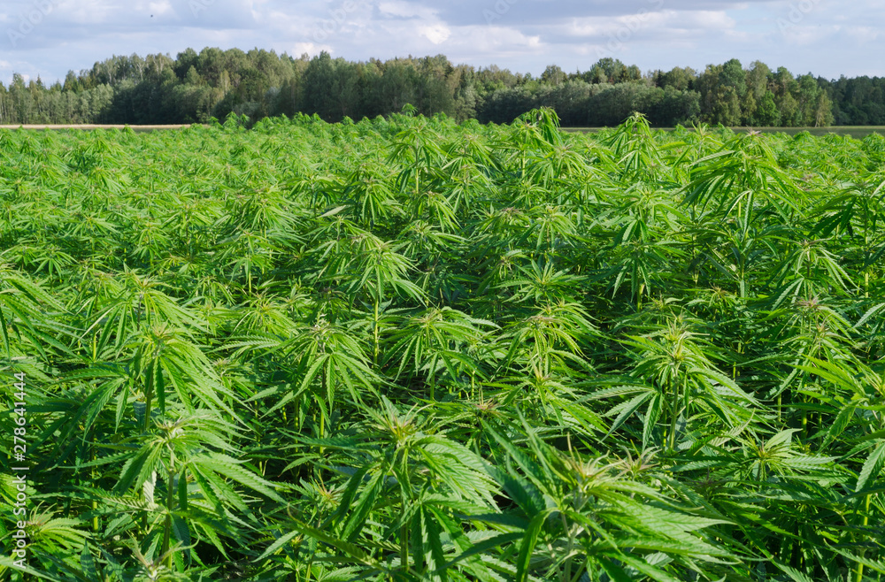 Cannabis sativa, marihuana leaves, photography of medical plant.