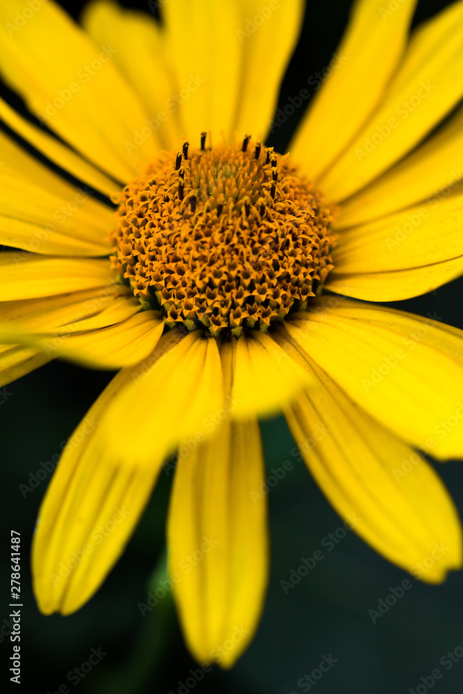 Doronikum (yellow daisy) close-up on a dark background Doronikum (yellow daisy) close-up on a dark background