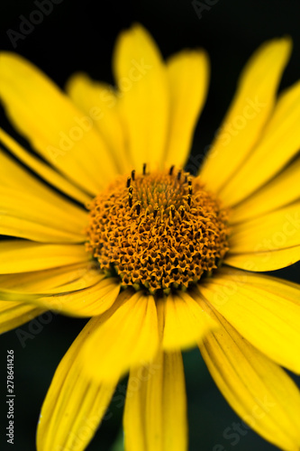 Doronikum  yellow daisy  close-up on a dark background