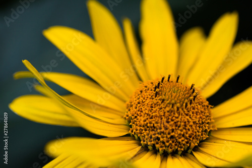 Doronikum  yellow daisy  close-up on a dark background