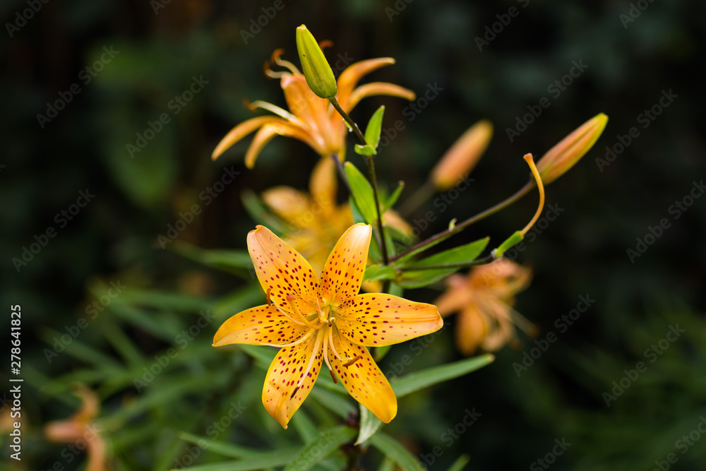 Yellow orange spotted lily blooms in the garden Yellow orange spotted lily blooms in the garden