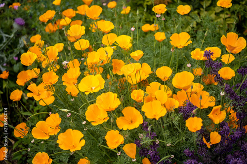 yellow flowers in the garden