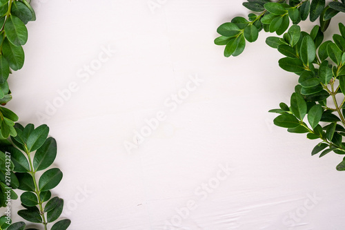 Buxus sempervirens frame border green leaf leaves branches white wooden background copy space template top view overhead background