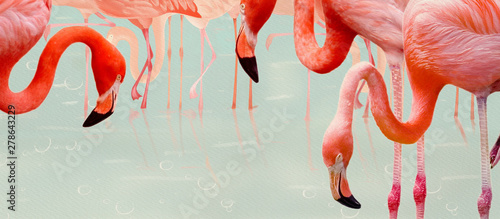 Flamingos. Design element, creative banner