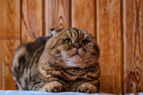 Scottish Fold sits on a wooden texture. Beautiful multicolor stripes cat with yellow-green eyes. Lop-eared kitten don't looking at camera. Animal portrait