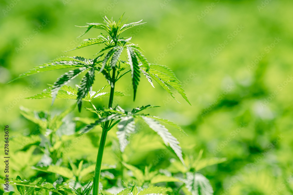 Naklejka premium Cannabis on dark background. Marijuana leaves green copy space