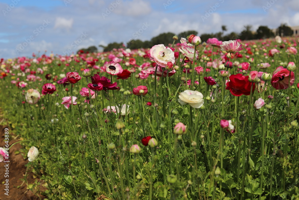 Pink and White Flower Fields with Blue Sky