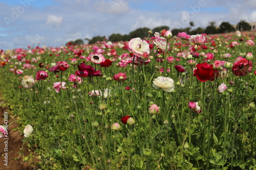 Fototapeta Naklejka Na Ścianę i Meble -  Pink and White Flower Fields with Blue Sky