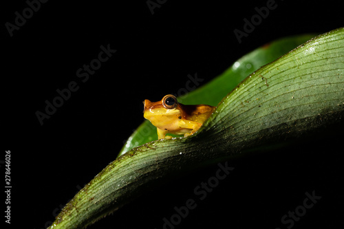 Small frog on a leaf at night
