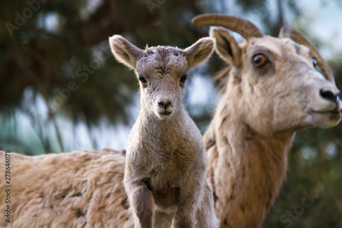 Curious bighorn lamb with mother in Yellowstone National Park 