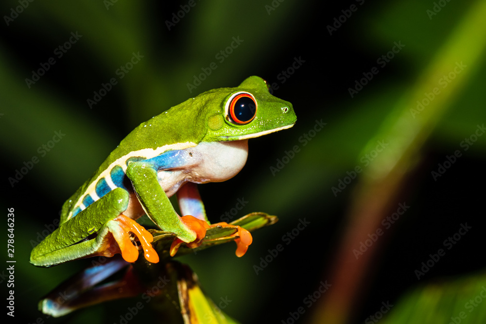Obraz premium Red-eyed Tree Frog (Agalychnis callidryas), Costa Rica
