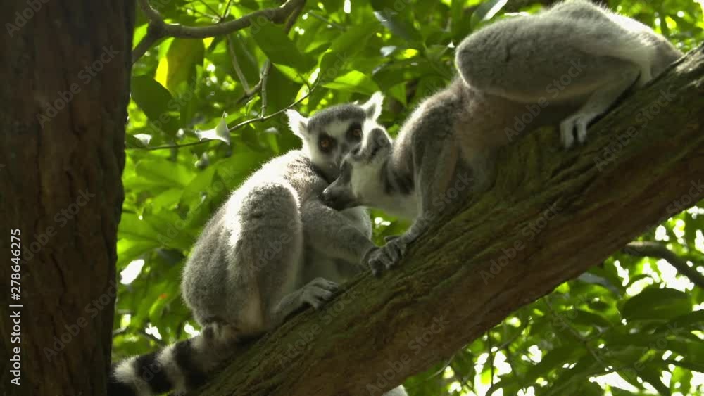 A pair of ring tailed lemurs grooming each other on a tree branch A pair of ring tailed lemurs grooming each other on a tree branch