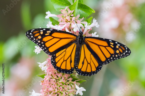 Monarch butterfly on a flower