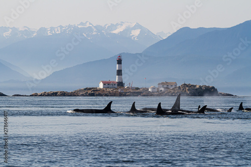 Orcas (Orcinus orca) in front of Race Rocks lighthouse in the Strait of Juan de Fuca photo