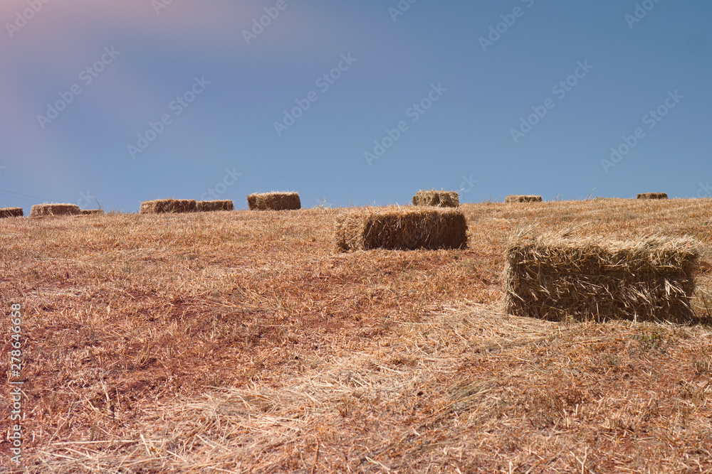Agricultural field on which wheat harvest gathered. Bales of straw square shape. The photo was taken with a small depth of field.