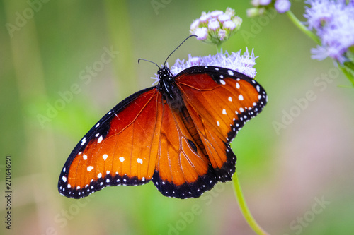 Queen Butterfly on Flower at Pedernales State Park, Texas